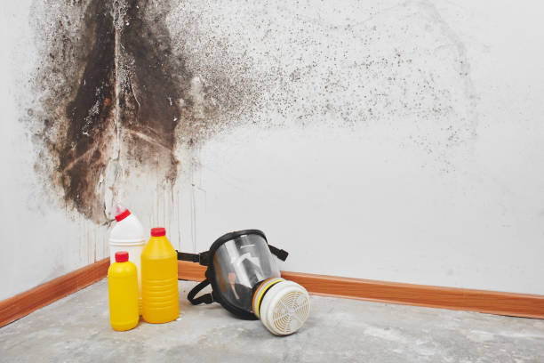 Best Residential Mold Remediation in Bloomfield, NY