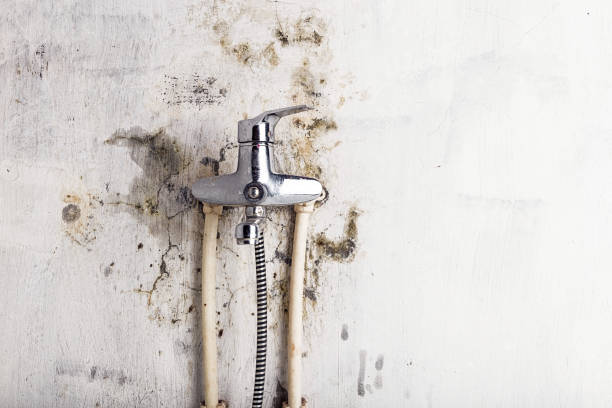 Best HVAC Mold Remediation in Bloomfield, NY
