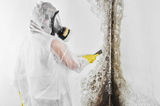 Best Post-Flood Mold Remediation in Bloomfield, NY