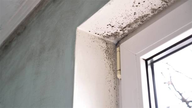 Best Emergency Mold Remediation in Bloomfield, NY