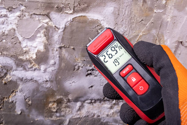 Best Insurance-Related Mold Remediation in Bloomfield, NY