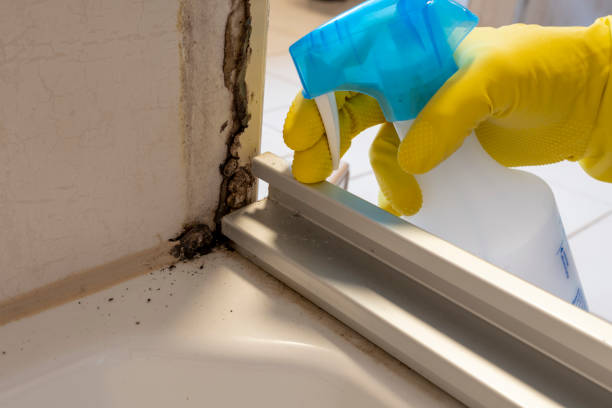 Best Attic Mold Remediation in Bloomfield, NY