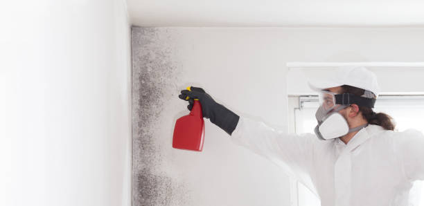 Best Black Mold Remediation in Bloomfield, NY