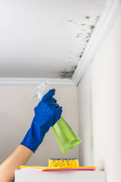 Best Mold Testing and Inspection Services in Bloomfield, NY