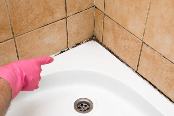 Best Bathroom Mold Remediation in Bloomfield, NY